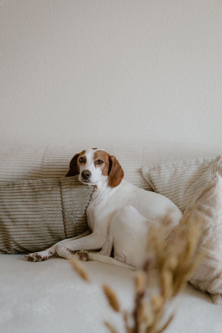 A calm dog lounges comfortably on a cozy, textured sofa in a minimalist living room setting, exuding warmth and tranquility.