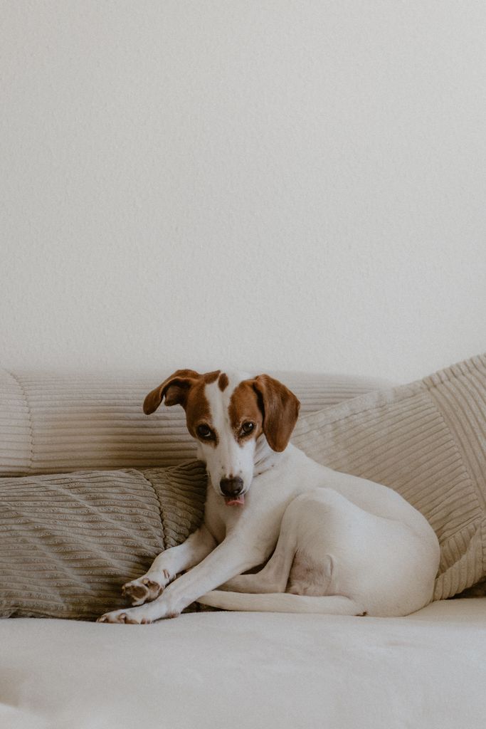 A calm Jack Russell Terrier rests on a beige couch, exuding a serene and homely atmosphere.