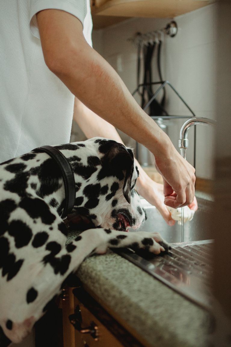 A Dalmatian drinks water from a kitchen faucet while its owner helps in a home setting.