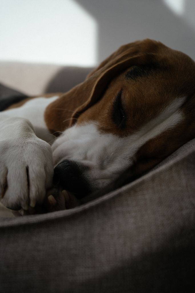 Close-up of a cute beagle dog peacefully sleeping indoors in soft lighting.