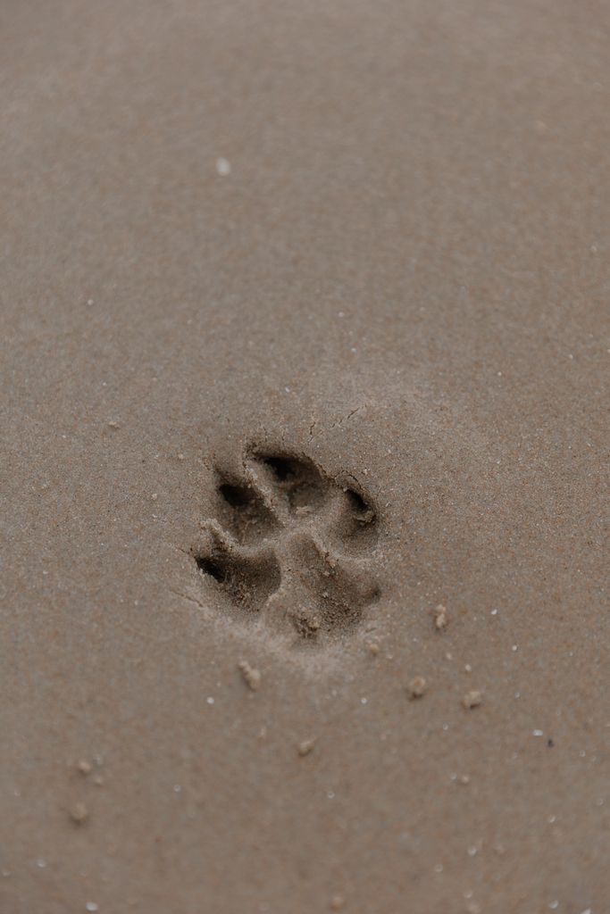 Close-up of a single dog paw print in wet sand, captured from above showing fine details.