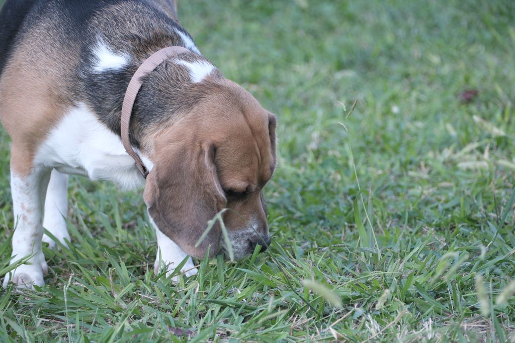 Morgenroutine mit Hund: Ruhiges Schnüffeln an taunassen Gräsern ohne Hektik