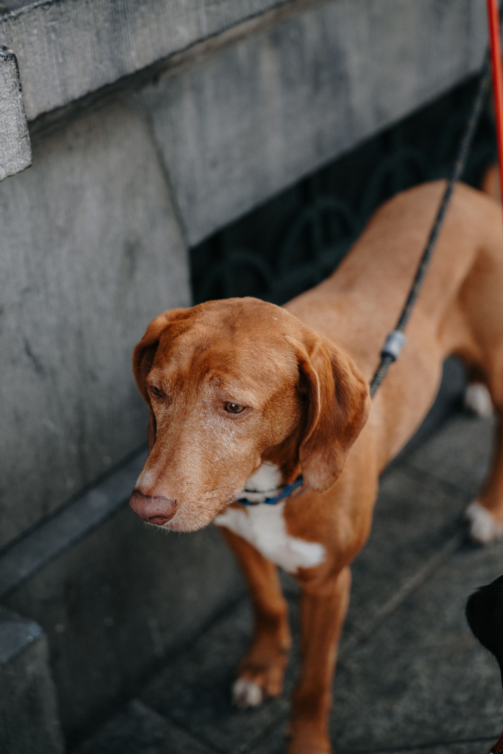 A brown dog on a leash stands thoughtfully on an Amsterdam street.