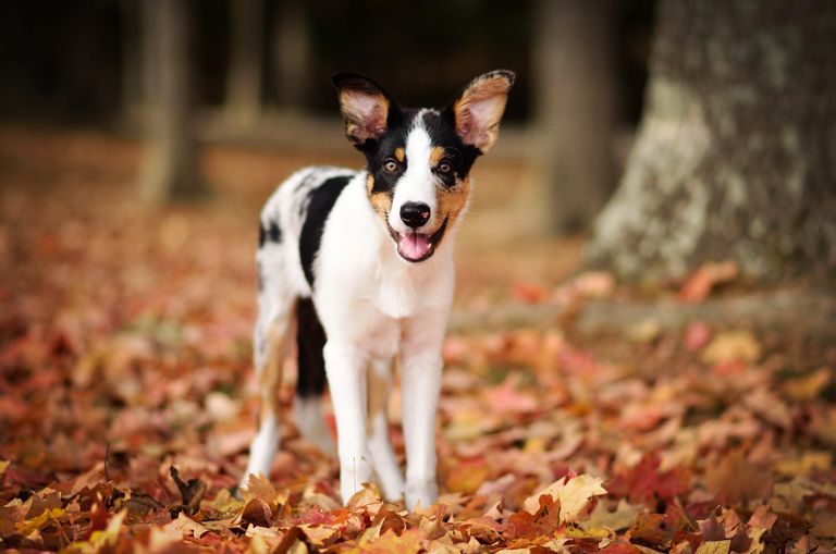 A cheerful Border Collie standing amid colorful autumn leaves in a forest setting.