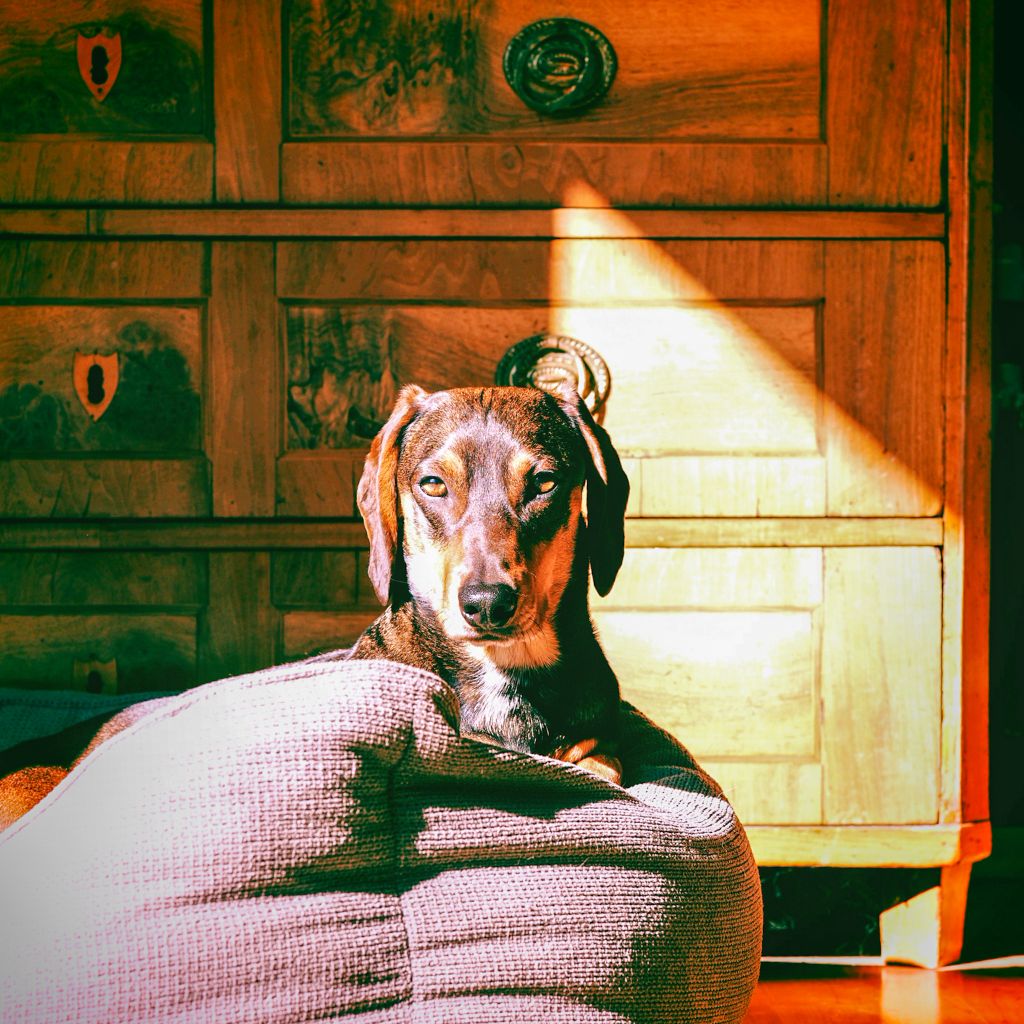 Morgenroutine mit Hund: Entspanntes Aufwachen im Bett im sanften Morgenlicht