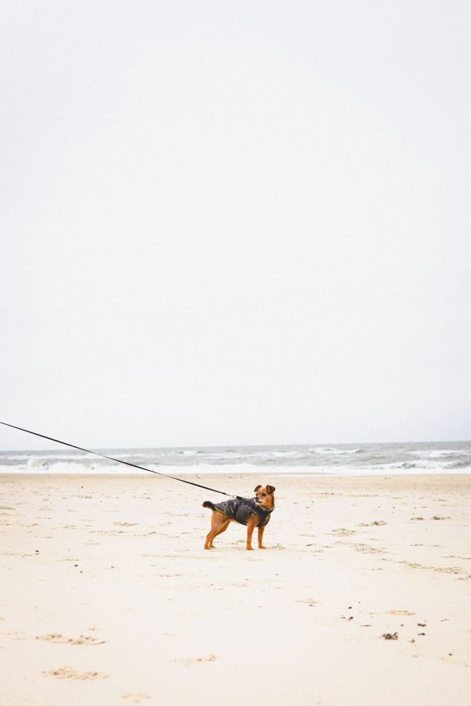 Hund zieht an der Leine: Entspannter Hund an langer Schleppleine