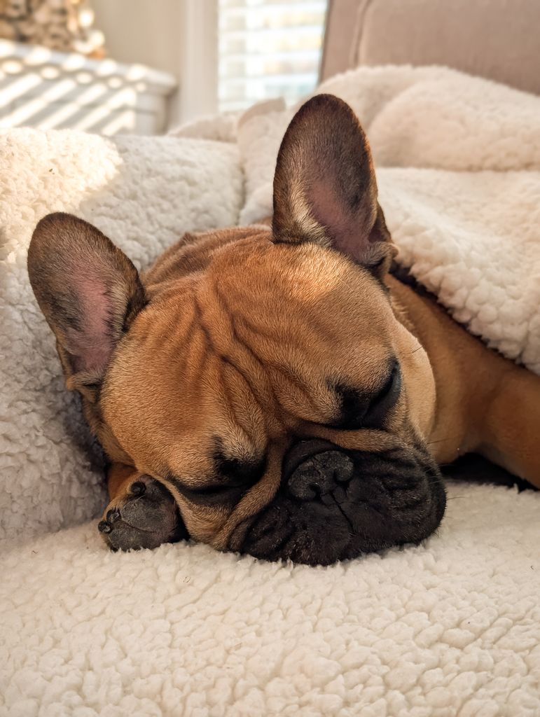 Bindung zum Hund aufbauen: Entspannte Hunde schlafen friedlich im Wohnzimmer