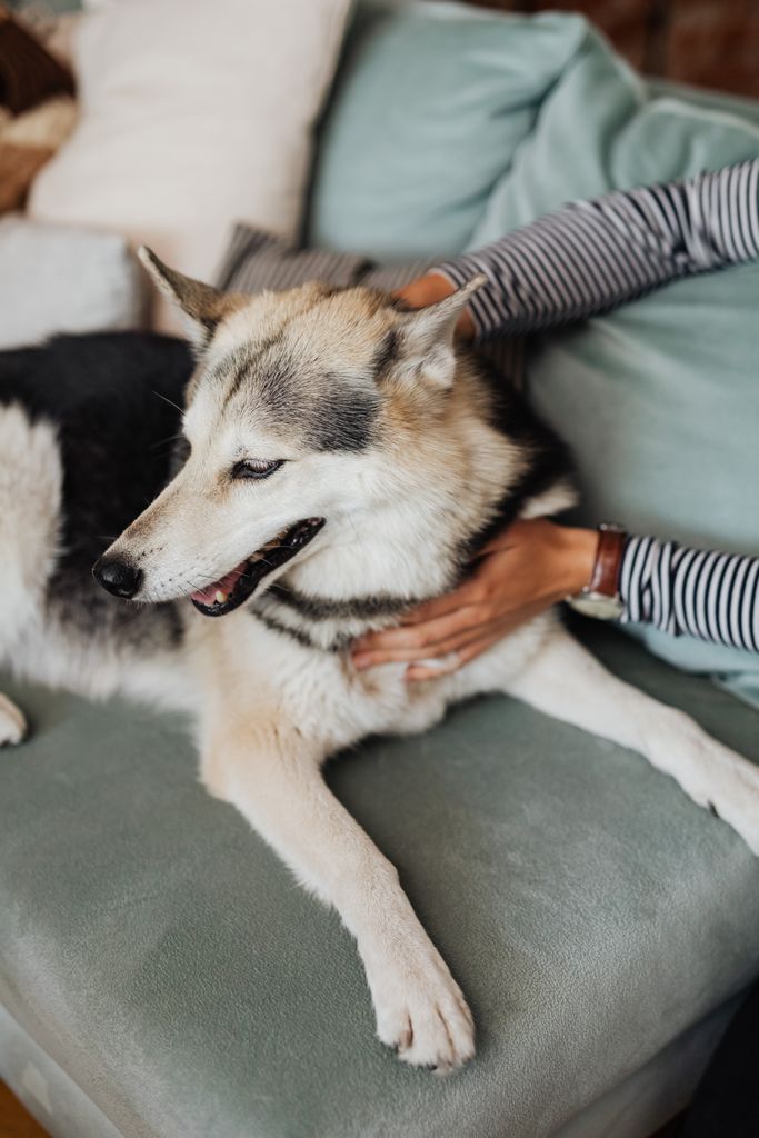 Bindung zum Hund aufbauen: Stille Nähe und Hand auf weichem Fell ohne Hektik