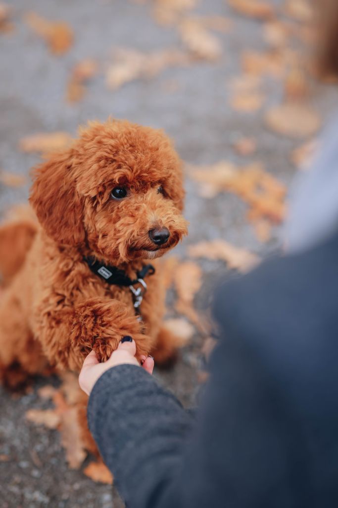 Cute brown poodle puppy giving paw during autumn, creating a warm and cozy moment.