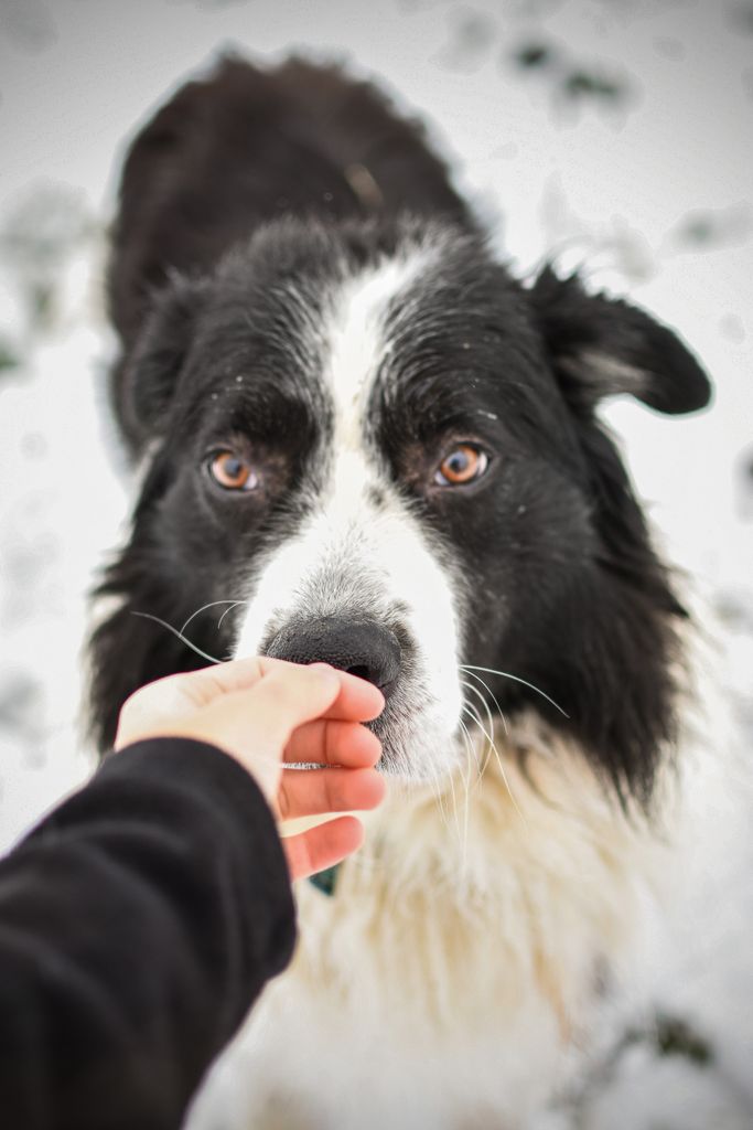 Hund zieht an der Leine: Hund sucht Blickkontakt zum Halter beim Waldspaziergang