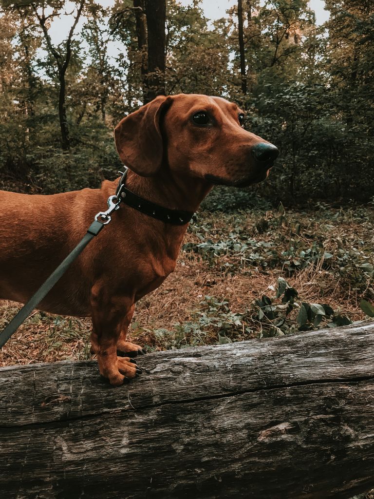 Hund zieht an der Leine: Spaziergang mit Hund an lockerer Leine im Wald