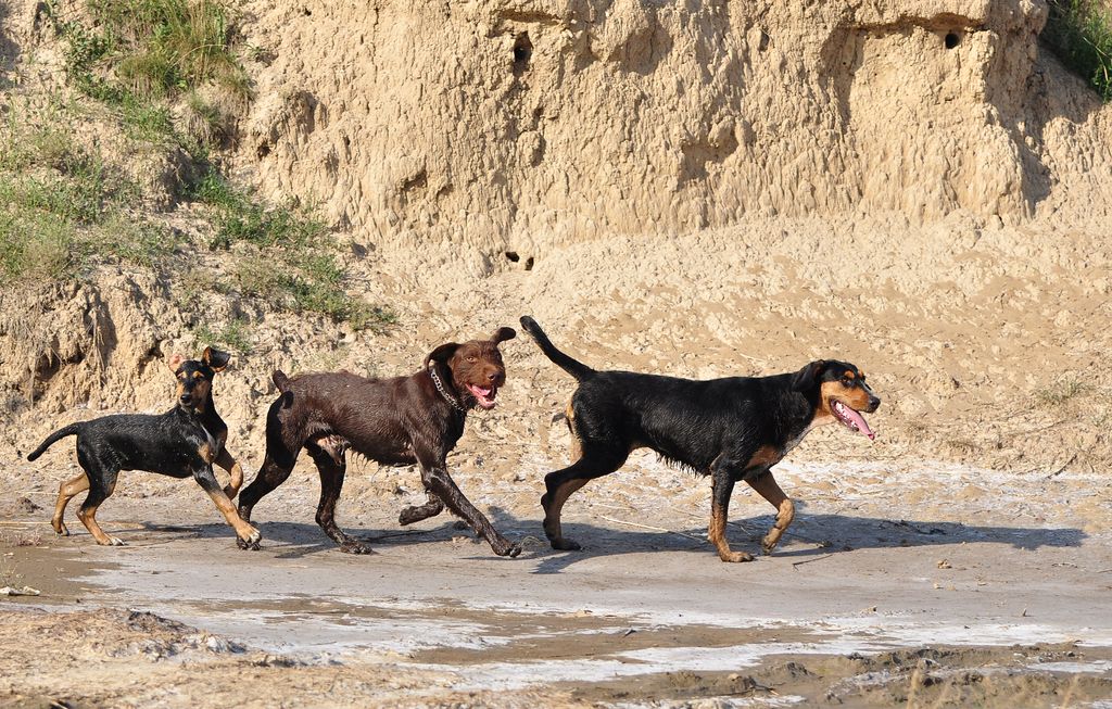 Three dogs running joyfully on a sunny day, capturing their playful nature.