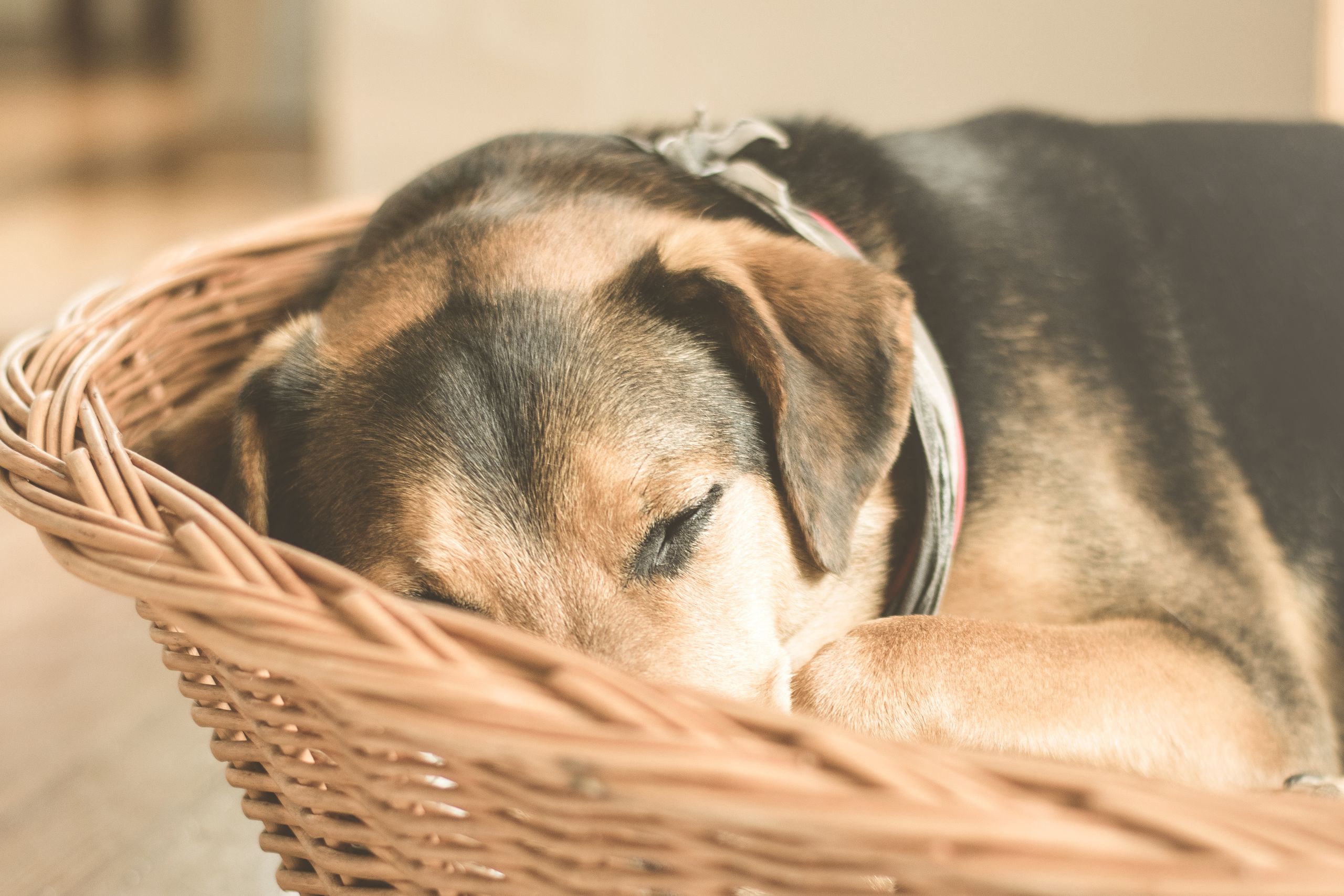 A cute mixed-breed puppy peacefully sleeping in a wicker basket indoors.